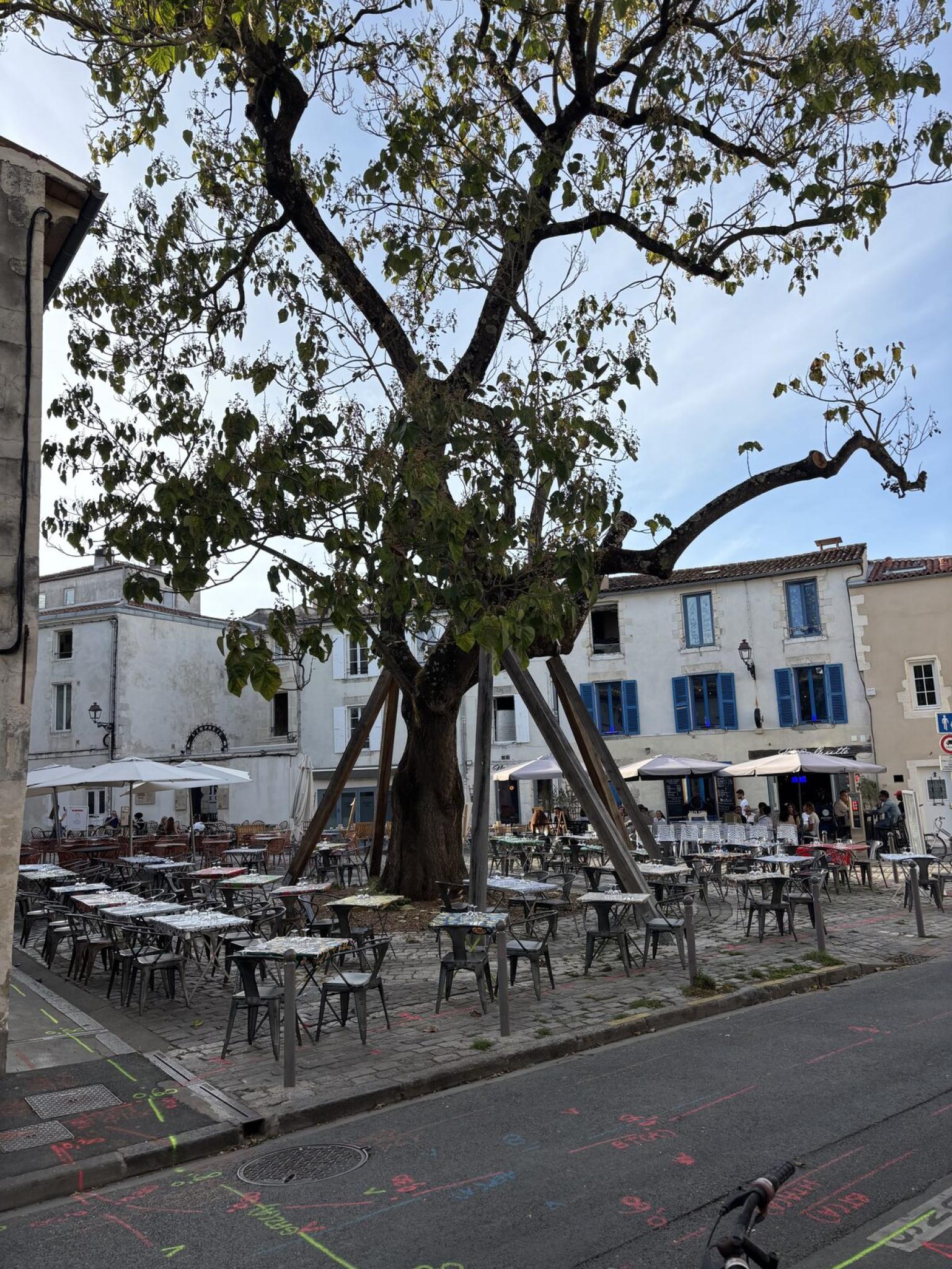 Le paulownia de la place de la Fourche à La Rochelle et ses étayages